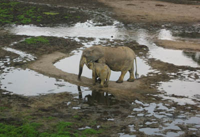 Zentralafrika, Zentralafrikanische Republik - Kongo: Naturparadiese im Kongobecken - Elefantenmutter mit Kind