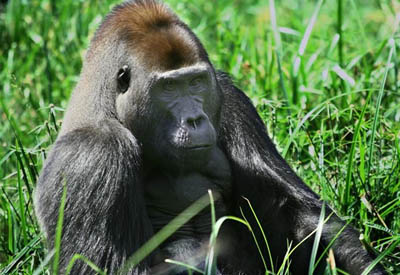 Zentralafrika, Zentralafrikanische Republik - Kongo: Naturparadiese im Kongobecken - Gorilla im Gras